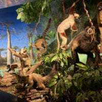 Vitrine du Museum d'Histoire Naturelle de Genève