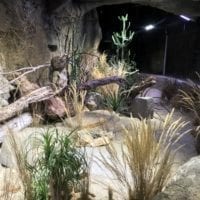 Vivarium contenant des animaux provenant d'Afrique à Aquatis Lausanne