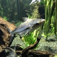Aquarium contenant des poissons provenant d'Asie à Aquatis Lausanne