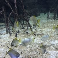 Aquarium contenant des poissons provenant d'Asie à Aquatis Lausanne