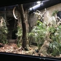 Vivarium contenant un reptile provenant d'Asie à Aquatis Lausanne