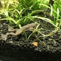 Vivarium contenant une grenouille à Aquatis Lausanne