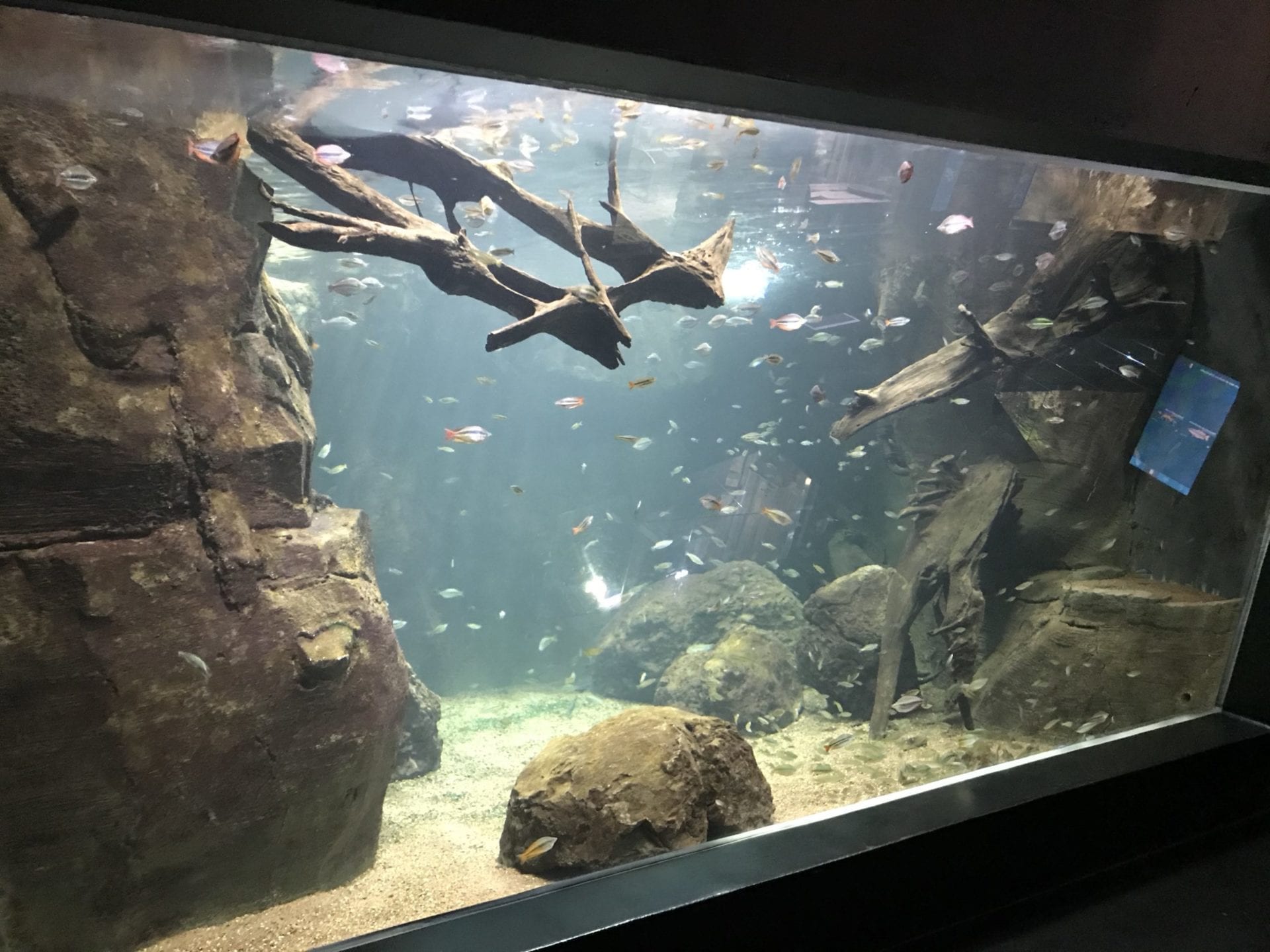 Fascination en eau douce à l'AQUATIS Aquarium-Vivarium Lausanne