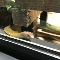 Vipère la plus venimeuse au monde dans son vivarium à Aquatis Lausanne