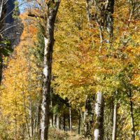 Les belles couleurs d'automne
