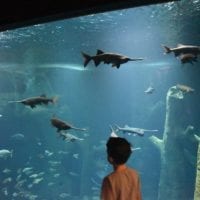 le grand aquarium