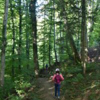 Balade en forêt avec les enfants