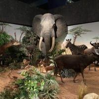 Animaux de la savane du Museum d'Histoire Naturelle de Genève