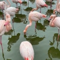 Etang avec des flamants roses