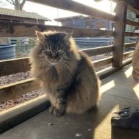 Chat de la ferme de la Gavotte Ă Grand-Lancy