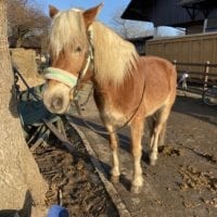 Cheval de la ferme de la Gavotte Ă Grand-Lancy