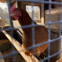 Coq de la ferme de la Gavotte Ă Grand-Lancy