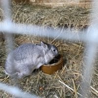 Lapin de la ferme de la Gavotte Ă Grand-Lancy