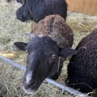Moutons de la ferme de la Gavotte Ă Grand-Lancy