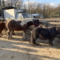 Poneys de la ferme de la Gavotte Ă Grand-Lancy