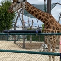 Girafe du zoo knie