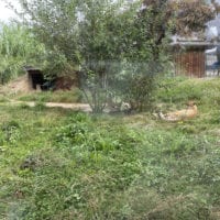 Guépards dans leur enclos au zoo Knie