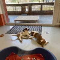 Deux chiots jouant à l'intérieur