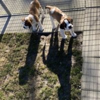 Deux chiots regardant vers l'objectif dehors