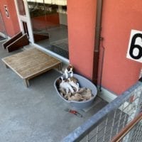Deux chiots jouants autour de leur panier