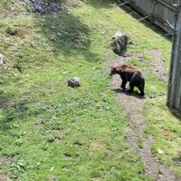 Ours de Juraparc