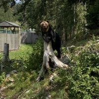 Ours de Juraparc