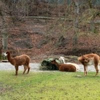 Lamas de la ferme du Tierpark