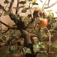 Diorama avec rongeurs au Muséum d'histoire naturelle de Neuchâtel