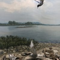 Diorama avec oiseaux au Muséum d'histoire naturelle de Neuchâtel