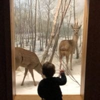 Diorama avec mammifères au Muséum d'histoire naturelle de Neuchâtel
