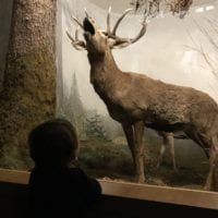 Diorama avec cerf au Muséum d'histoire naturelle de Neuchâtel