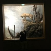 Diorama avec lynx au Muséum d'histoire naturelle de Neuchâtel