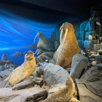 Morses du Museum d'Histoire Naturelle de Genève