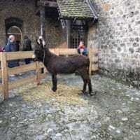 Âne au Château de Chillon