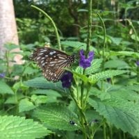 Papiliorama Fribourg