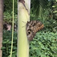 Papiliorama Fribourg