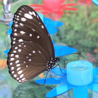 Papiliorama Fribourg