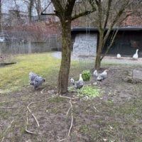 Poules de la ferme du Tierpark