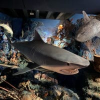 Vitrine des requins du Museum d'Histoire Naturelle de Genève