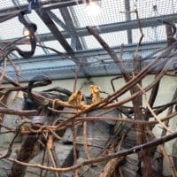 Deux jeunes saimiris qui mangent au milieu de branches