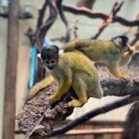 Saimiri_portrait_tierpark