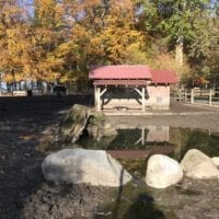 Enclos Ă cochons laineux dans le mini-zoo du bois de Sauvabelin Ă Lausanne en Automne
