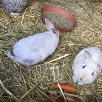 Lapins dans le mini-zoo du bois de Sauvabelin Ă Lausanne en Automne