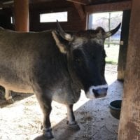 Vache dans le mini-zoo du bois de Sauvabelin Ă Lausanne en Automne