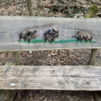 Sangliers peints sur un banc du sentier handicap et nature