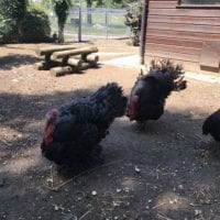 Parc animalier avec dindons - signal de bougy
