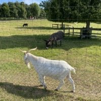 Parc animalier avec chĂšvres et Ăąnes - signal de bougy