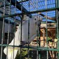 Un cacatoes au Sikypark