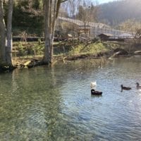 Des canards au Sikypark