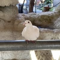 Une tourterelle au Sikypark